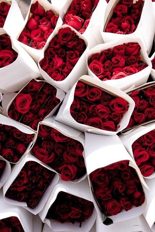 Gorgeous red roses
