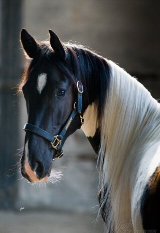 PONY THE SECOND