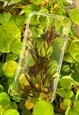 REAL FERN CLEAR PHONE COVER FOR THE IPHONE 12 AND 12 PRO