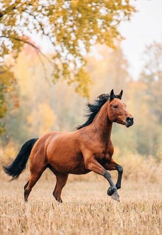 PONY THE FIRST